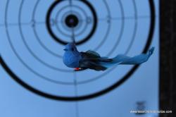 Oiseau 2